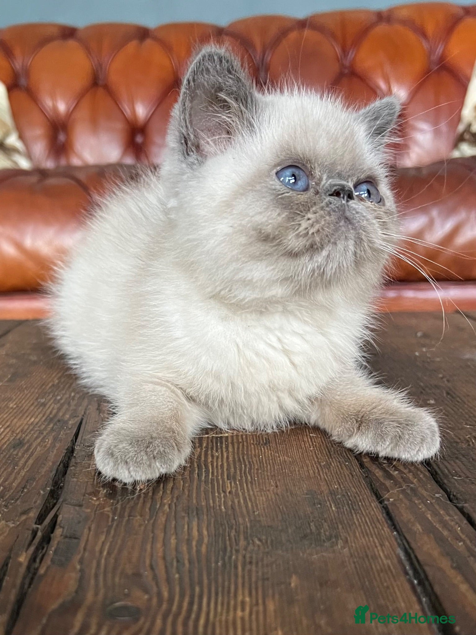 Exotic cats Last Remaining  Exotic Shorthair Kitten - Advert 3