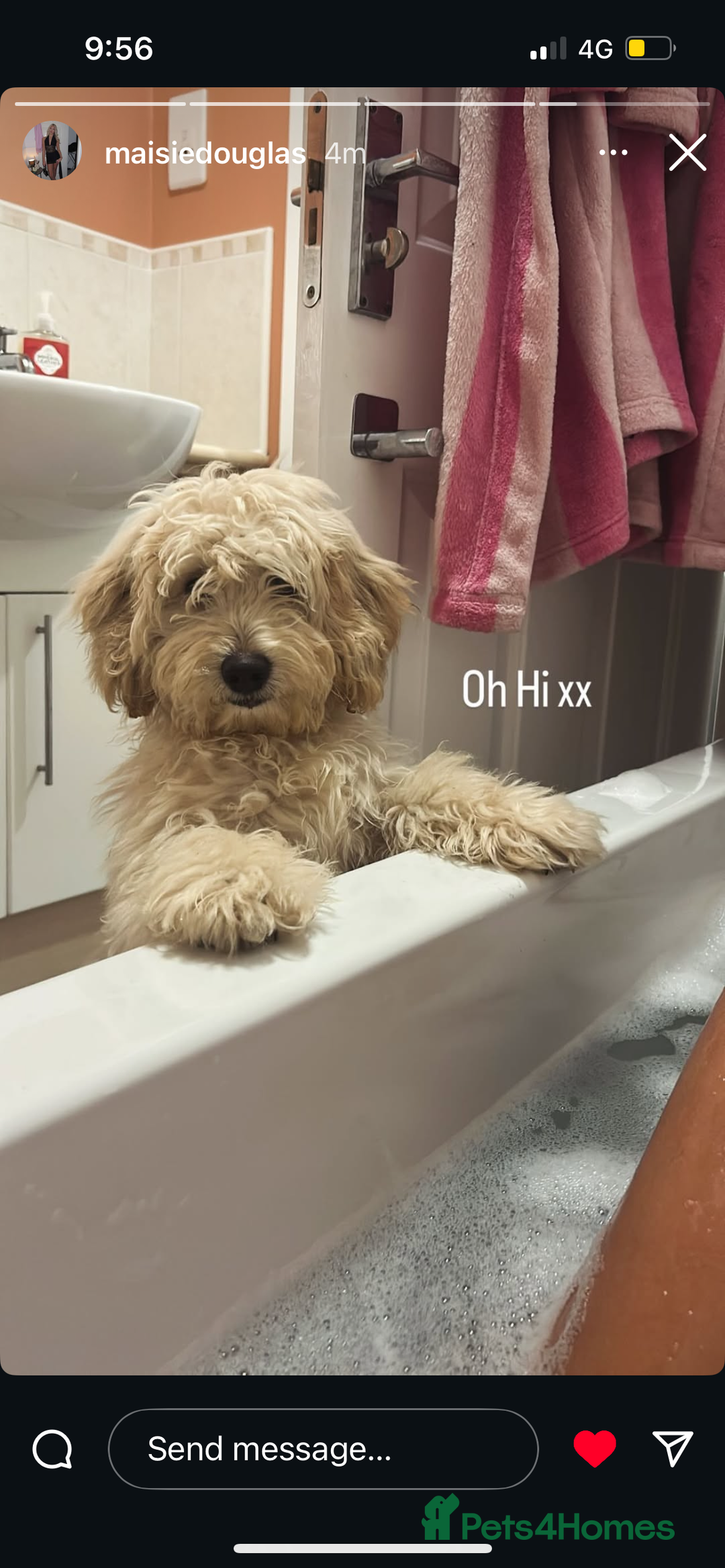 Mixed Breed dogs for sale: Cocka/cava 7 months,in need of a calm loving home  - Advert 2