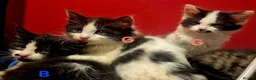 Mixed Breed cats for sale: British blue x Maine coon x domestic short hair  - Advert 9