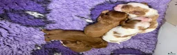 Cavalier King Charles Spaniel dogs for sale: Stunning KC Reg Heart, Eye & CM/SM Screened CKCS - Advert 3