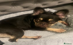 French Bulldog dogs for sale: My sweet fluffy French bulldog  - Image 2