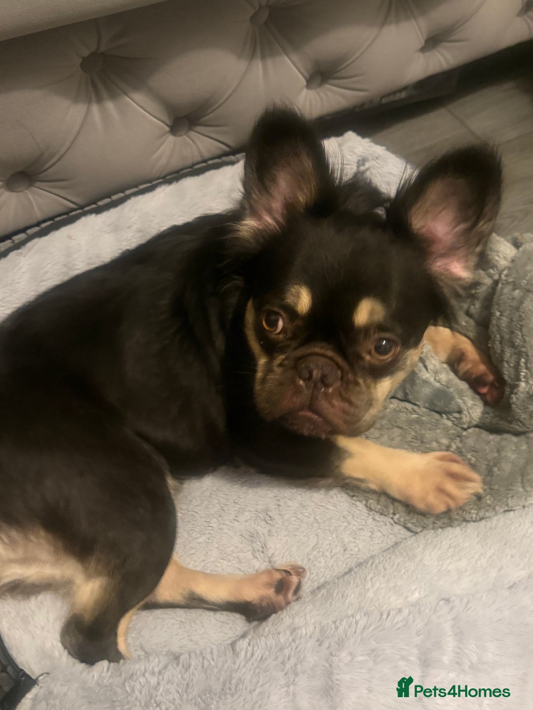 French Bulldog dogs for sale: My sweet fluffy French bulldog  - Image 2