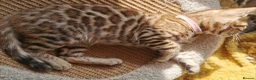 Bengal cats for sale: Stunning TICA Registered Bengal Kittens - Advert 8