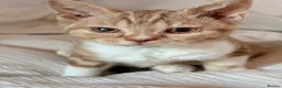 Selkirk Rex cats for sale: Selkirk Rex (shorthaired) girls and boy - Advert 28