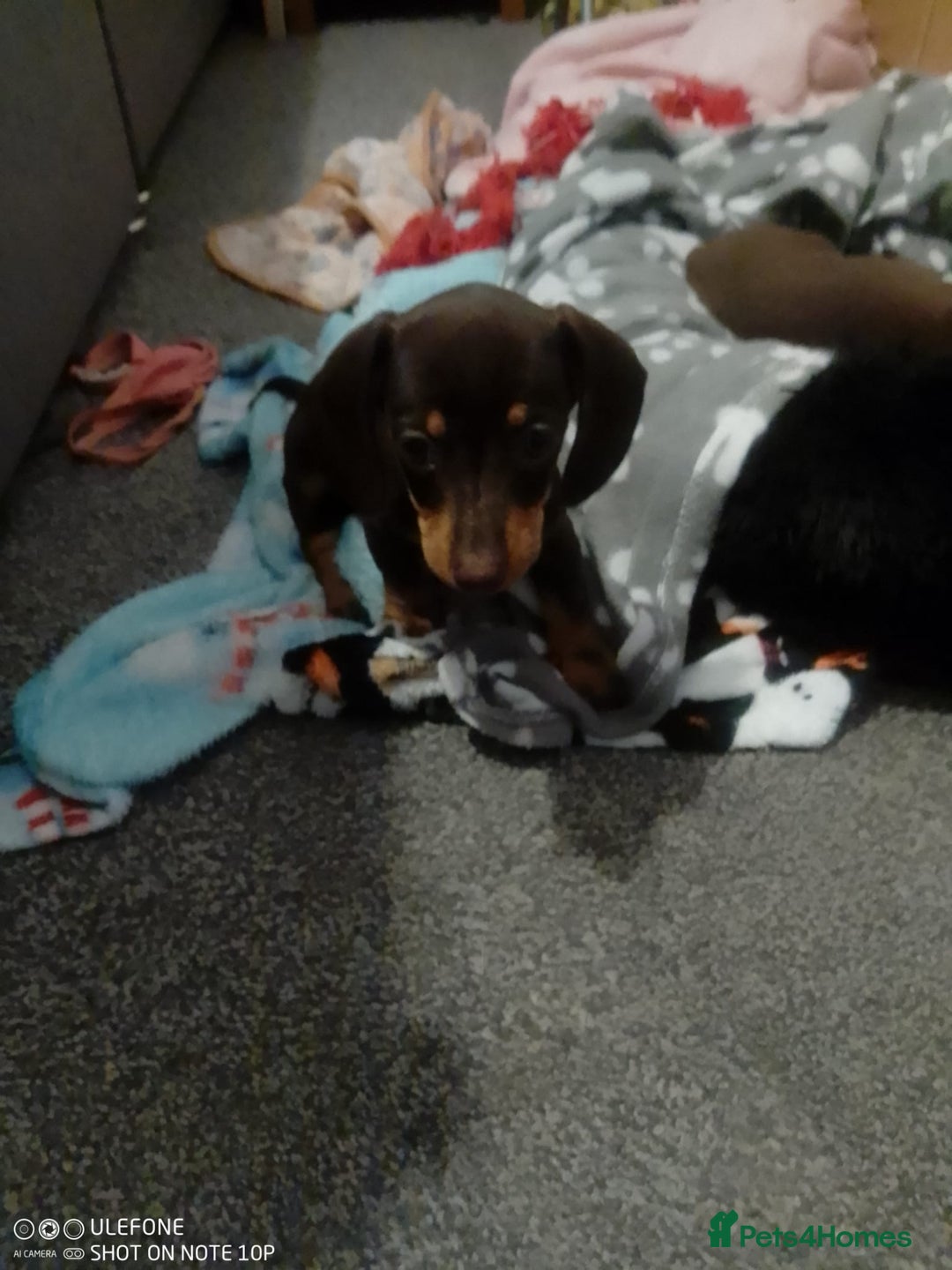 Dachshund dogs for sale: Beautiful Dachshunds for forever home  - Advert 3