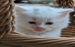 Mixed Breed cats for sale: Premium kittens for sale - Image 5