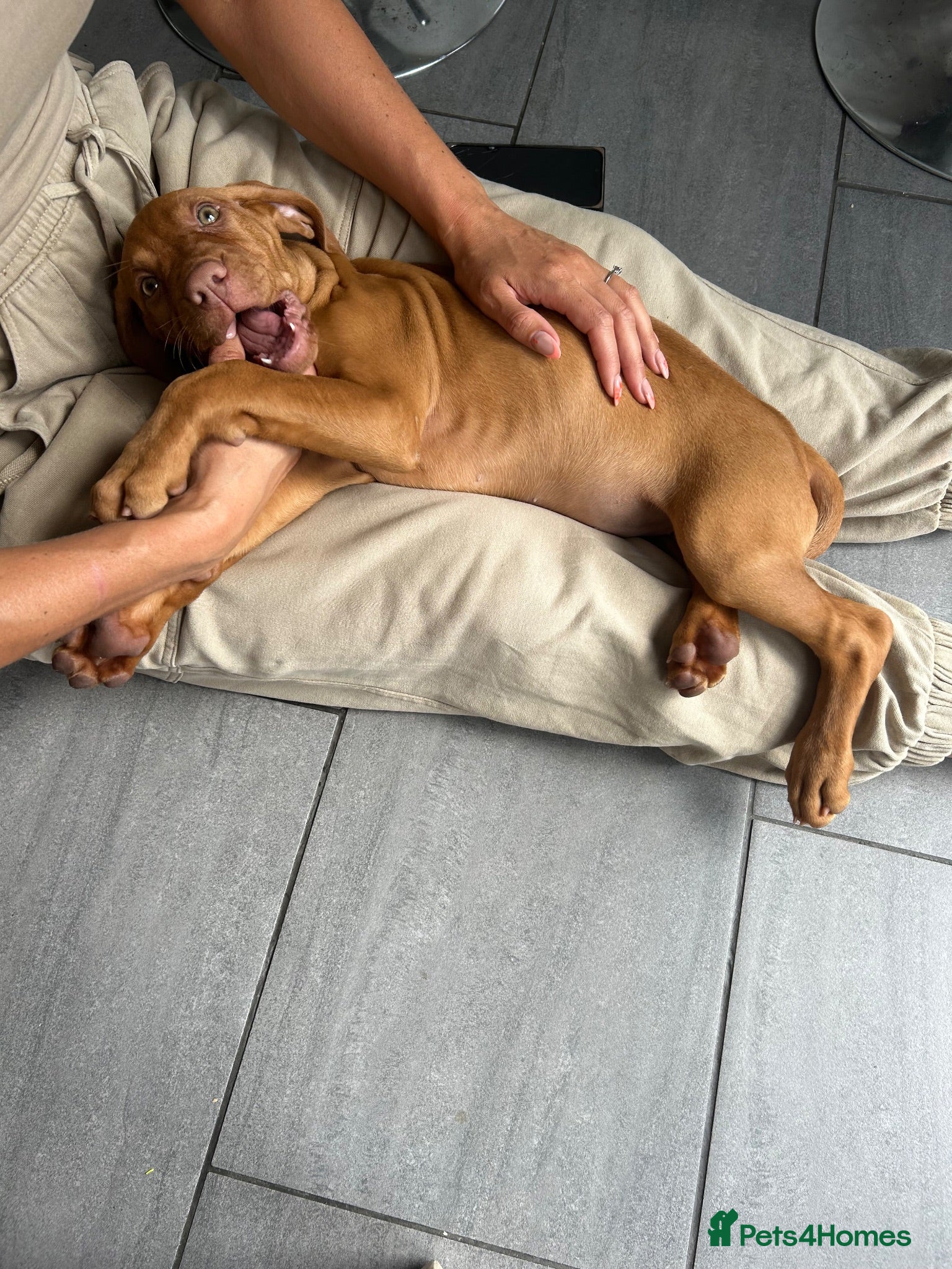 Hungarian Vizsla dogs Gunfield duel purpose - Exceptional Show & Working - Advert 2