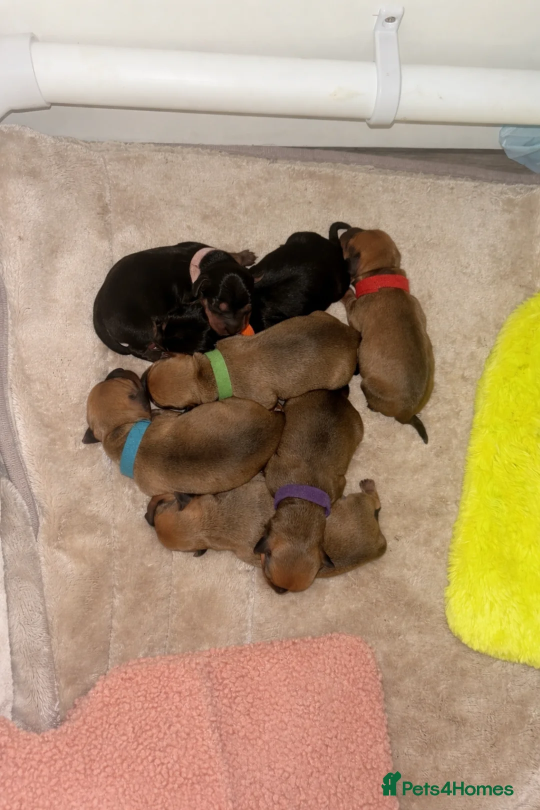 Chiweenie dogs for sale: Chiweenie puppies for sale   - Advert 2