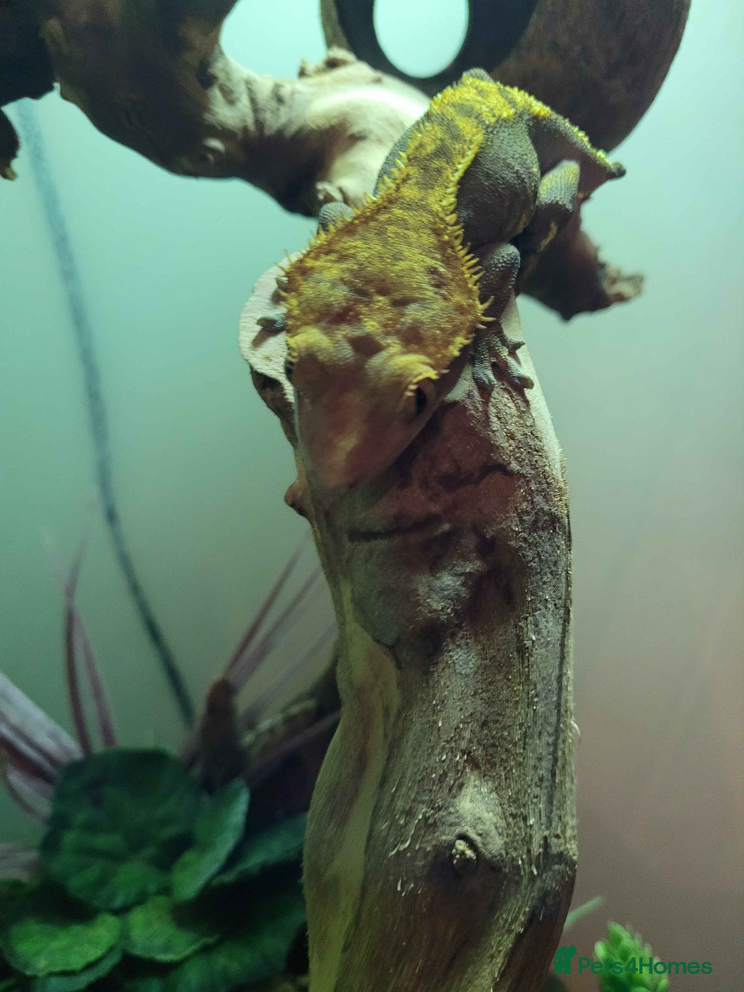 Gecko reptiles for sale: Crested gecko(Full Set Up) - Advert 1