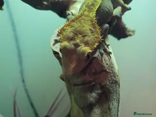 Gecko reptiles Crested gecko(Full Set Up) - Advert 10