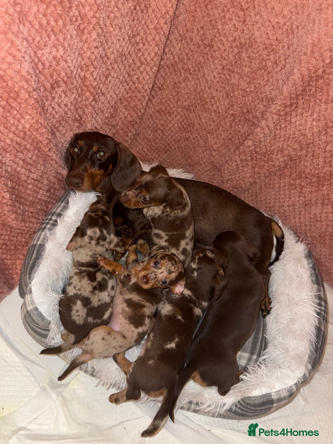 Dachshund dogs for sale: Beautiful mini dash  - Image 5