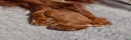 Irish Doodle dogs for sale: 🐾 Beautiful Irishdoodle Puppies - Advert 19
