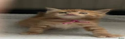 Maine Coon cats for sale: Beautiful Maine Coon Kittens – Raised with Love ❤️ - Advert 3