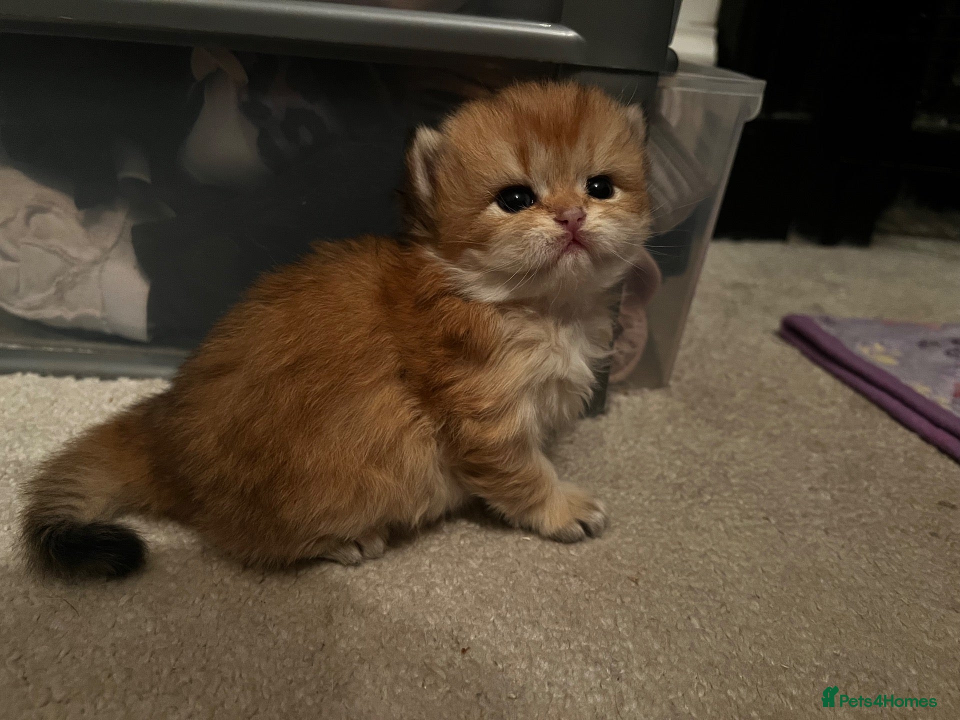 British Shorthair cats Beautiful BSH NY11 NY12 kittens - Advert 13