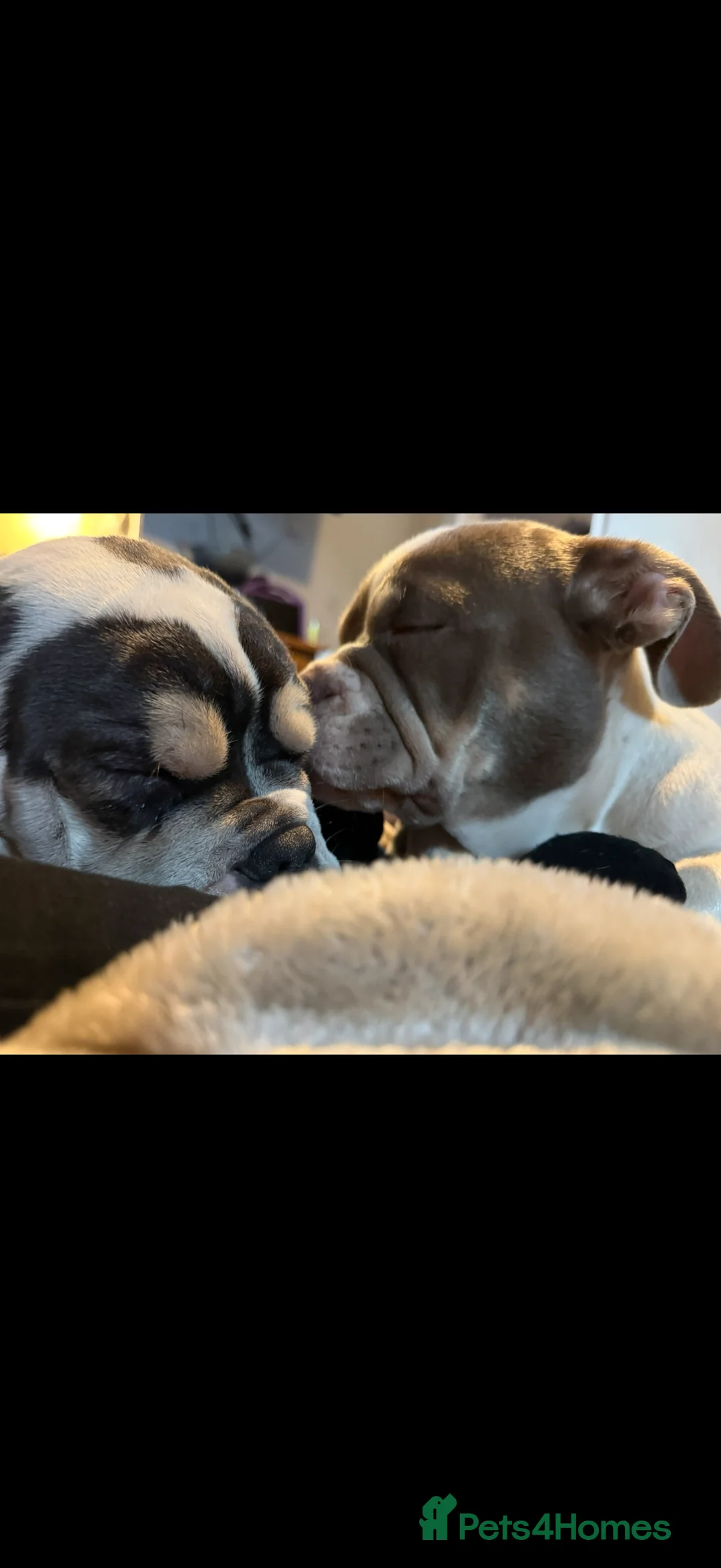 Mixed Breed dogs for sale: Bailey+Bella - Advert 5