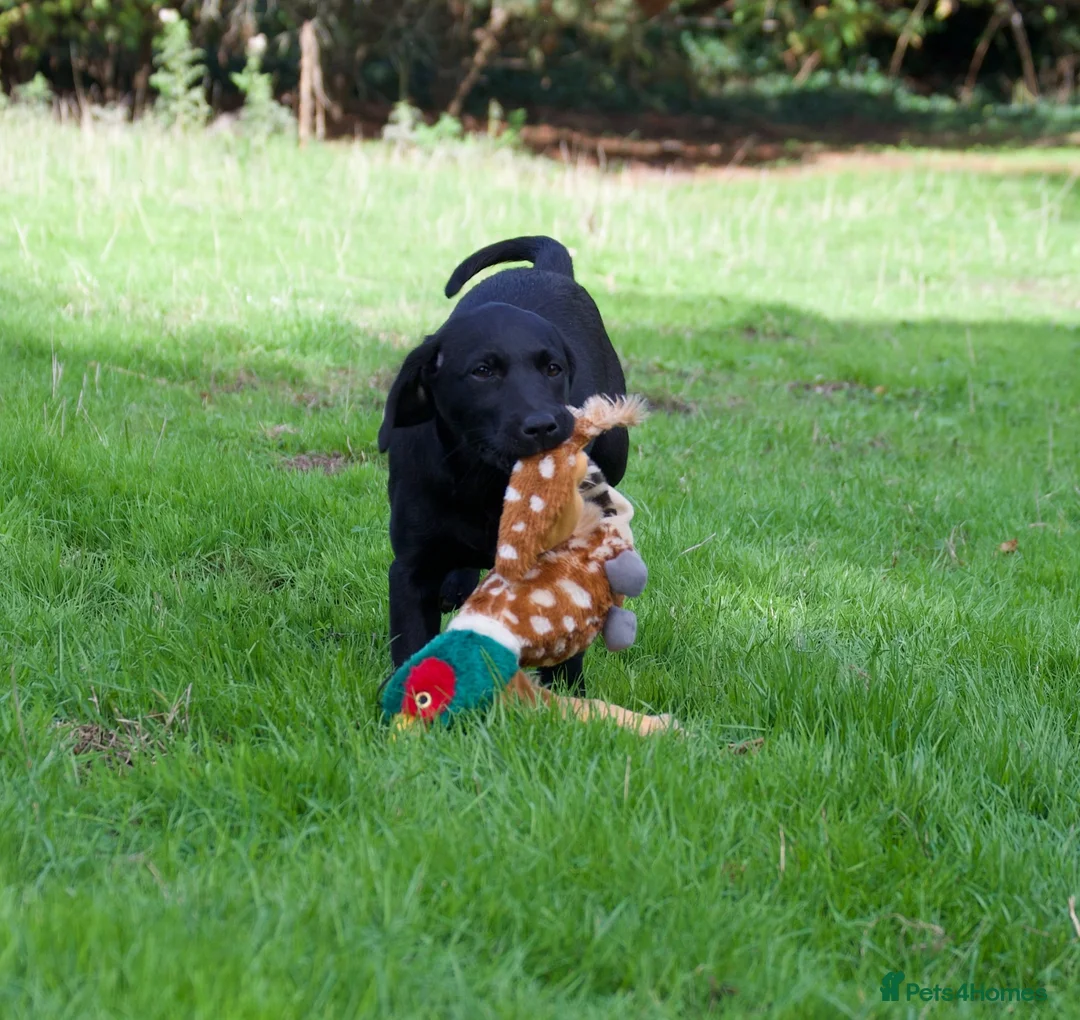 Labrador Retriever dogs for sale: KC reg black bitch . Health tested parents. - Advert 1