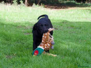 Labrador Retriever dogs KC reg black bitch . Health tested parents. - Advert 5