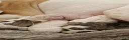 American Bulldog dogs for sale: These 3 babies are looking for there forever home - Advert 15