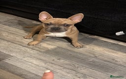 Mixed Breed dogs for sale: Pocket bully pup - Image 3