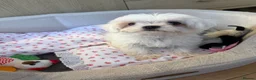 Maltese dogs for sale: Maltese  in Bilston - Advert 3