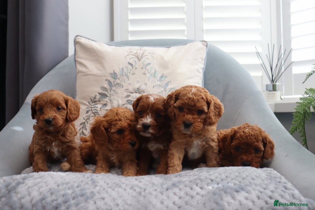 Cavapoochon dogs for sale: Beautiful Cavapoochons looking for forever homes - Image 19