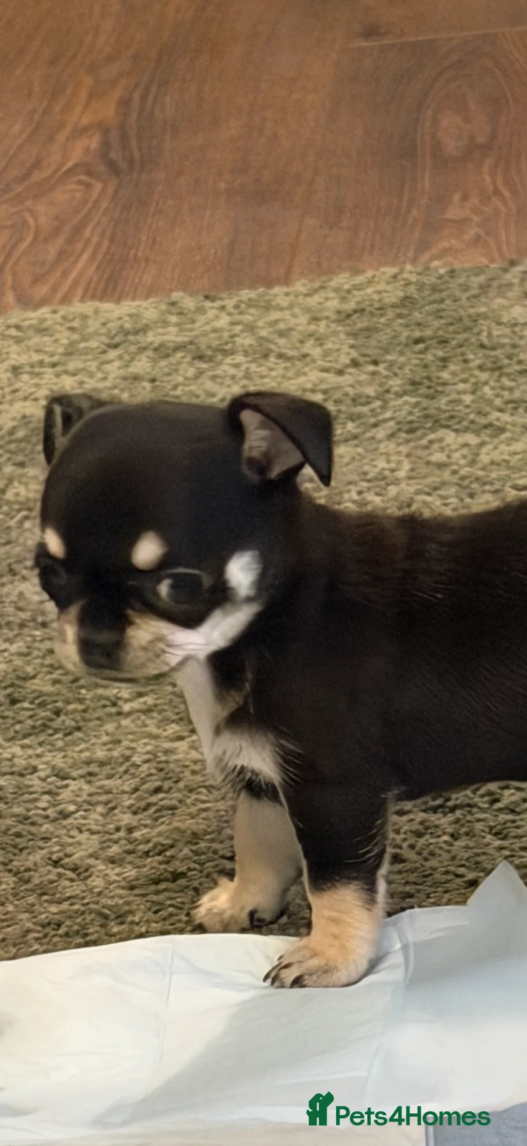 Chihuahua dogs for sale: Beautiful female tri coloured chihuahua  - Advert 3