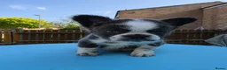 French Bulldog dogs for sale: Beautiful C2 Carrying Fluffy Frenchies - Advert 6