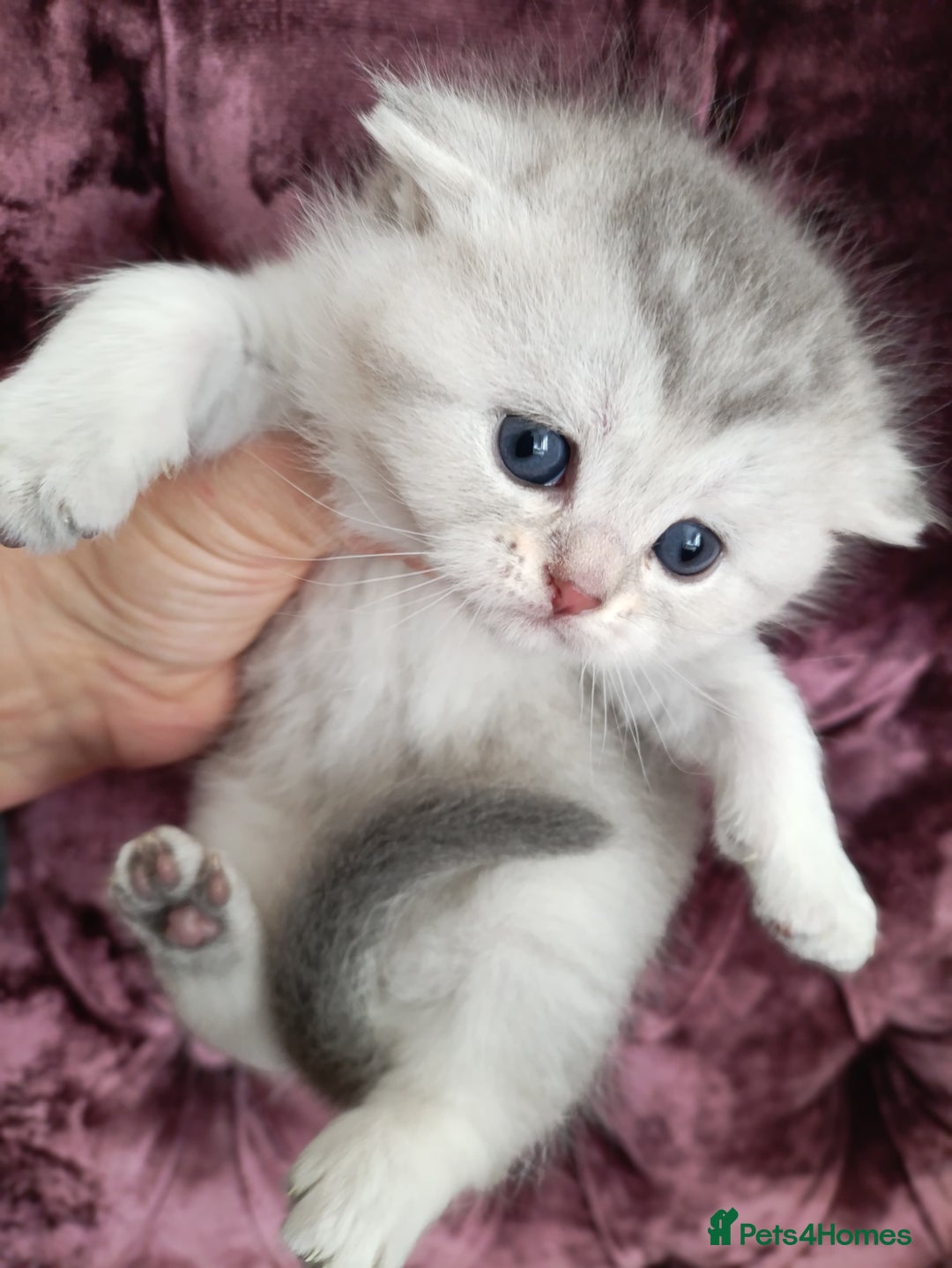 Scottish Fold cats for sale: Scottish Fold kitten  - Advert 3