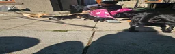 Labrador Retriever dogs for sale: Labrador Puppies  in Fraserburgh - Advert 11