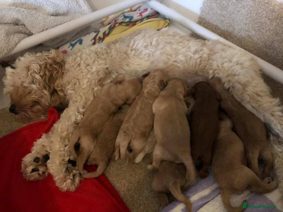 Toy Poodle dogs for stud: EXTENSIVELY HEALTH TESTED KC RED TOY POODLE STUD in Southampton - Advert 6