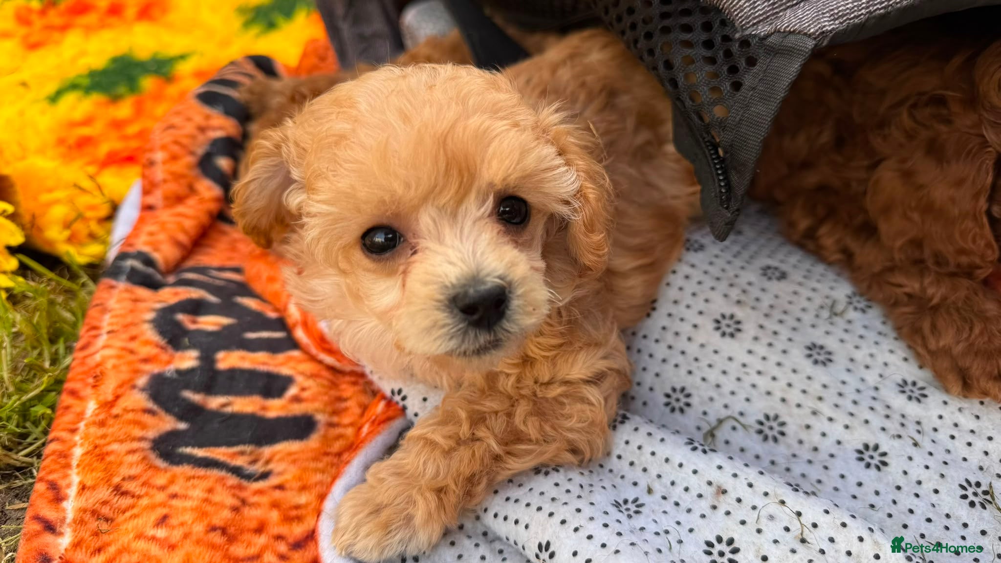 Toy Poodle dogs Stunning KC Reg Toy Poodle Puppies 1 boy left - Advert 2