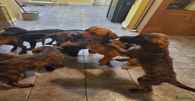 Mixed Breed dogs - Advert 5