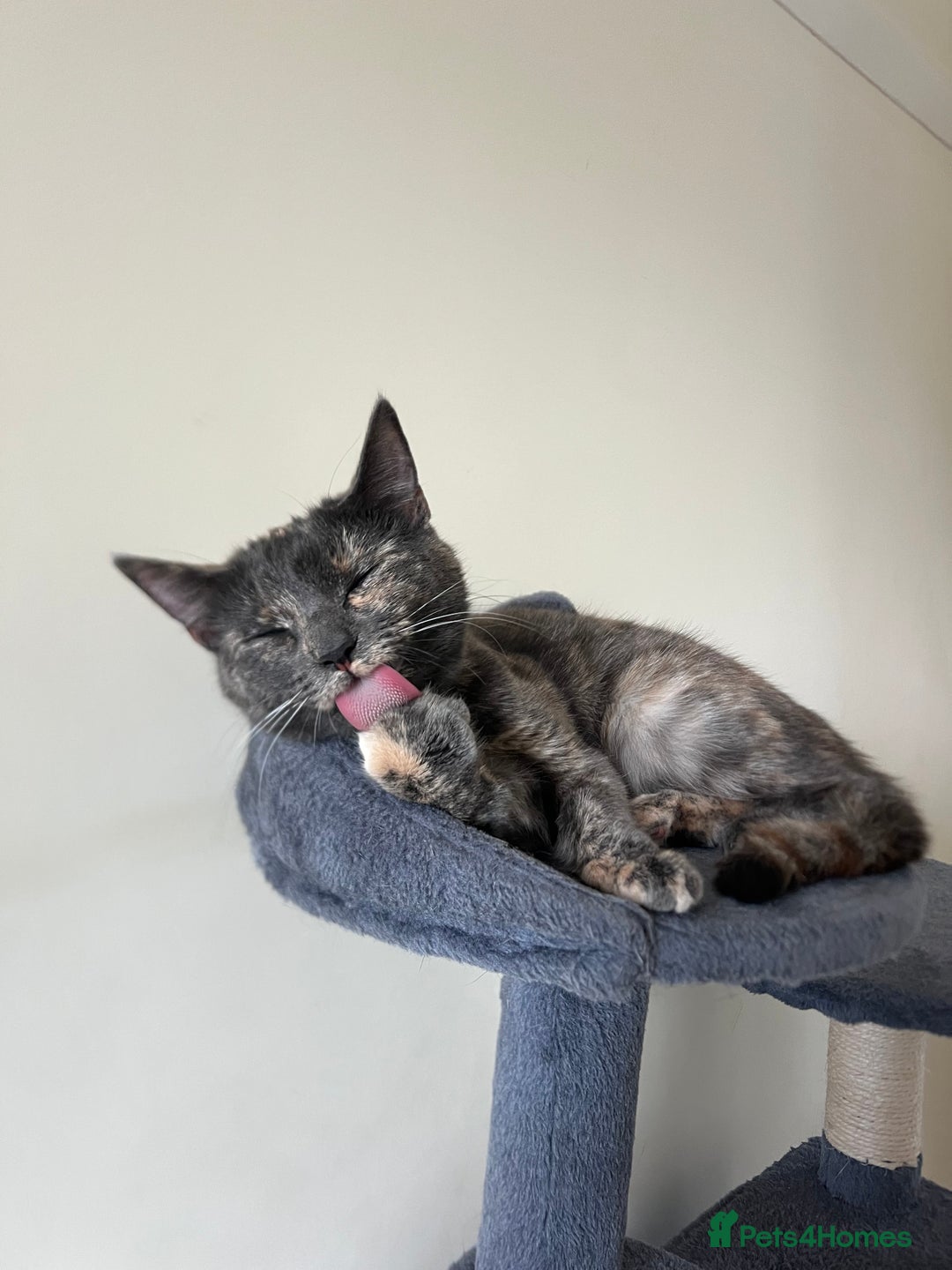 Domestic Shorthair cats for sale: Free Rehome 10 cats - Advert 11