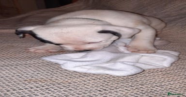 Staffordshire Bull Terrier dogs staffordshire bull terrier puppy's - Advert 11