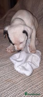 Staffordshire Bull Terrier dogs staffordshire bull terrier puppy's - Advert 3