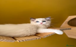 Ragdoll cats for sale: European ragdolls ***READY NOW*** - Image 6