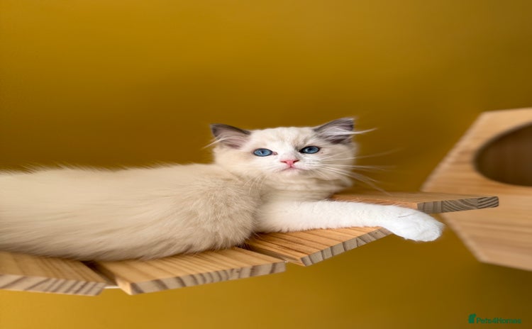 Ragdoll cats - Advert 11
