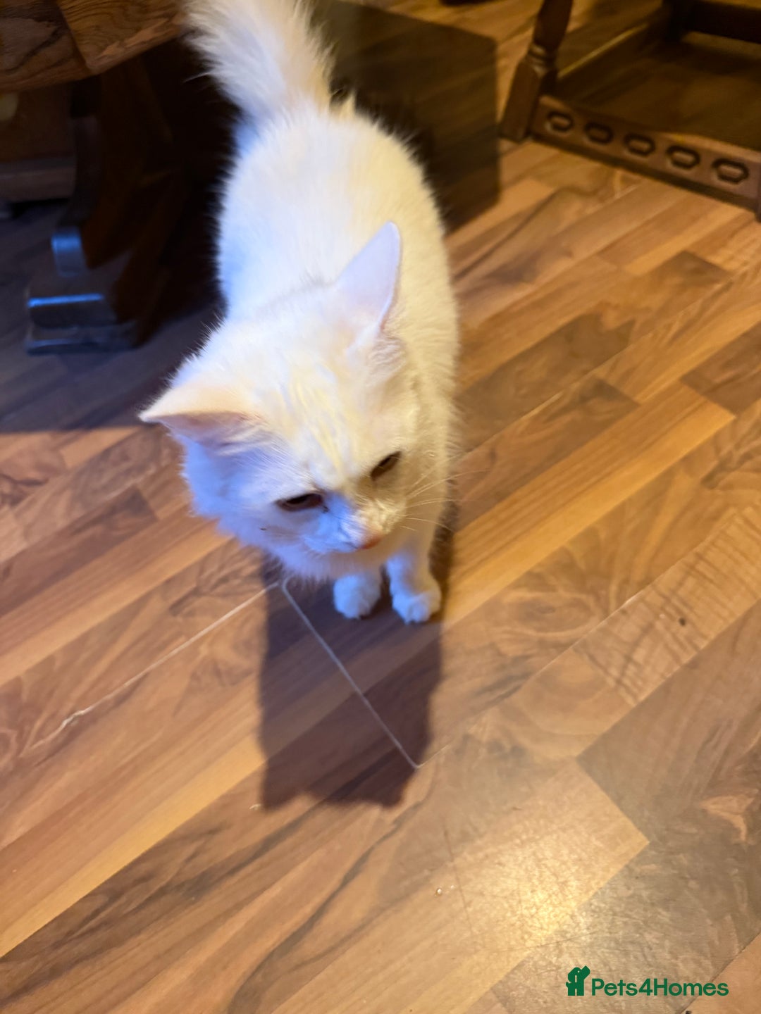 British Longhair cats for sale: 8 Year old British Longhair Domestic Cat for sale - Advert 3