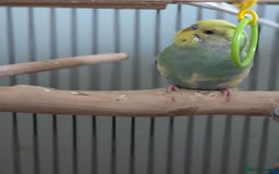 Budgerigars birds for sale: 2 beautiful male budgies - Image 3