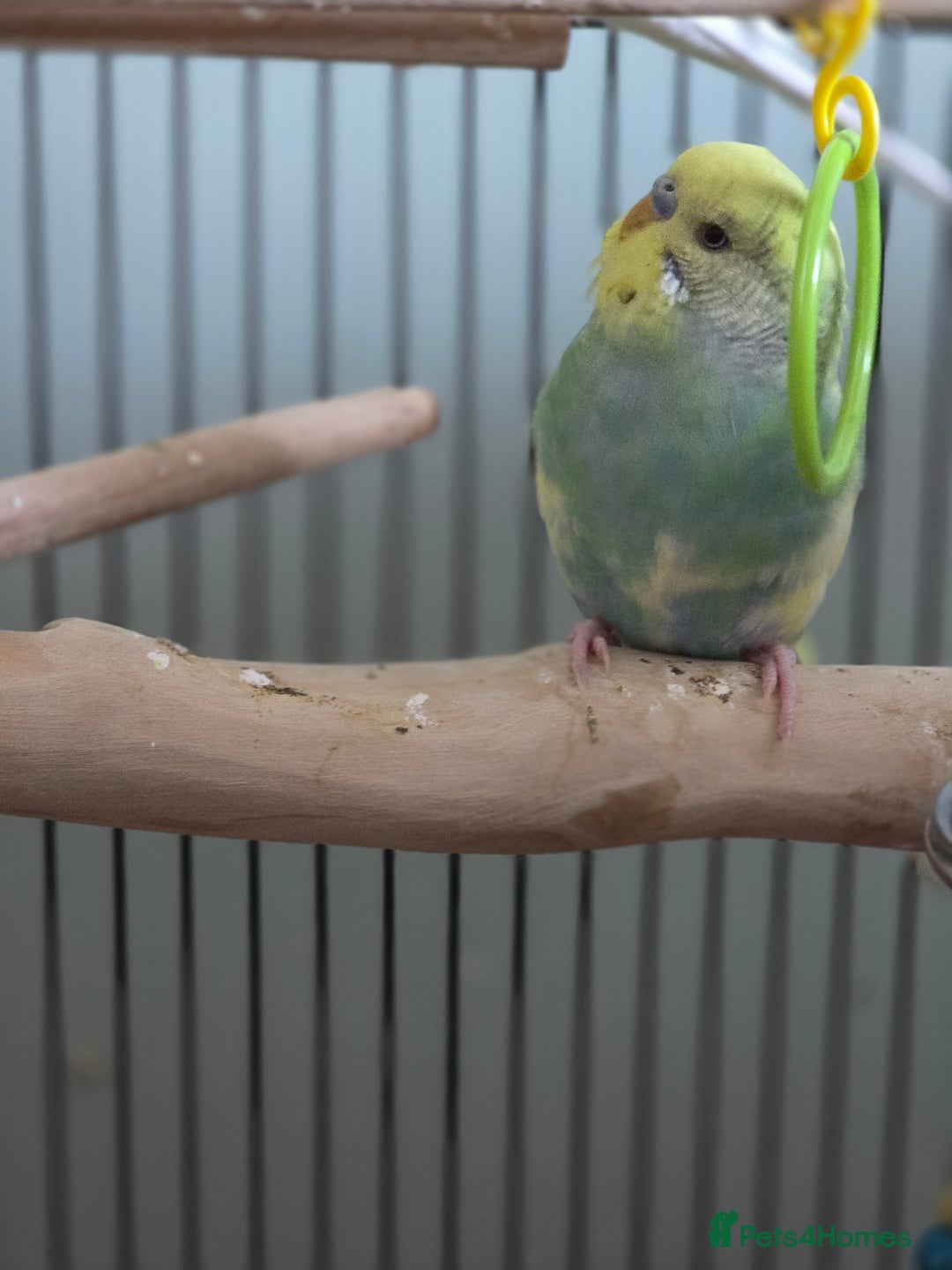 Budgerigars birds for sale: 2 beautiful male budgies - Image 3