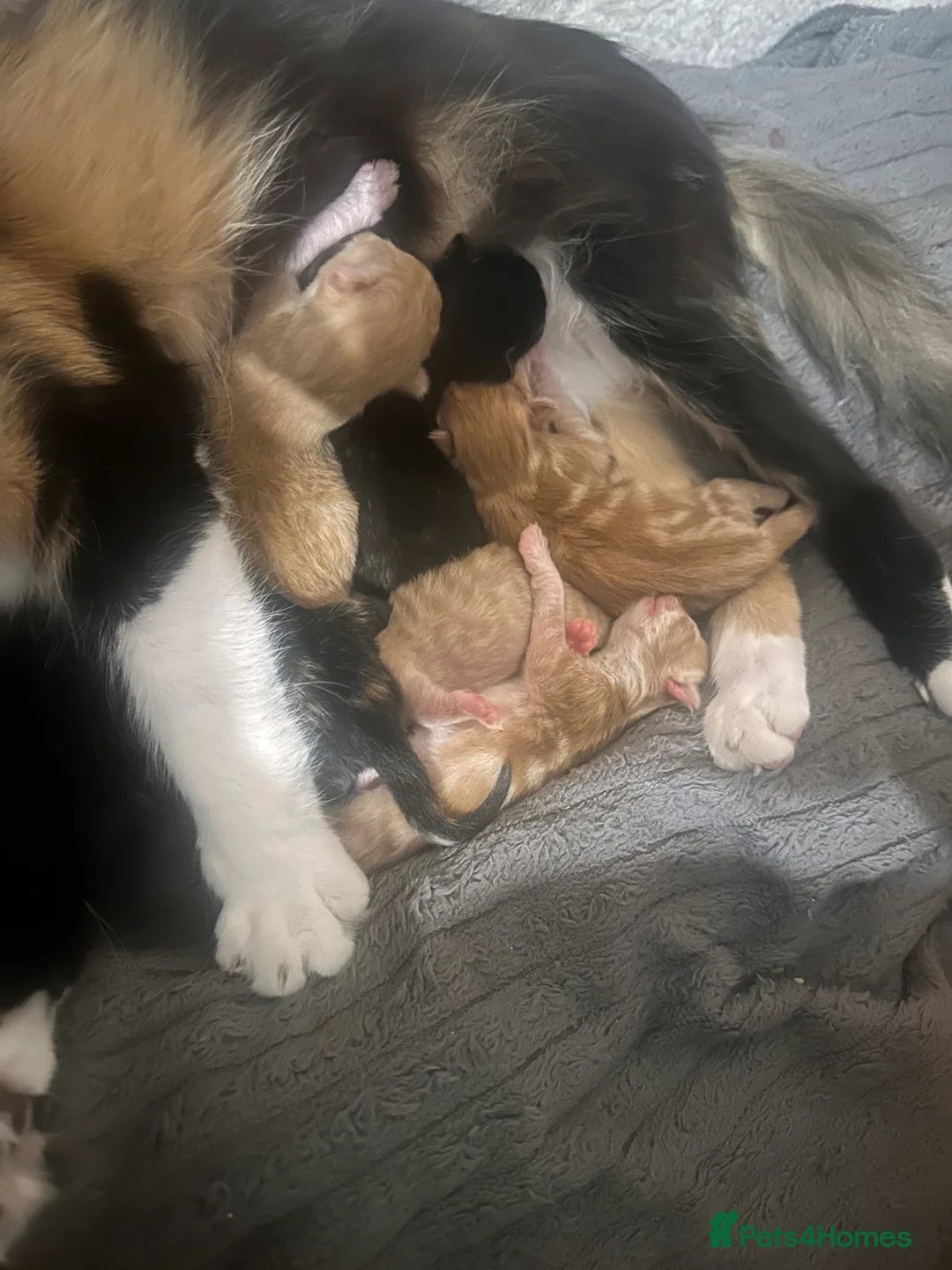 Domestic Shorthair cats for sale: Kittens for sale  in Sheffield - Advert 2