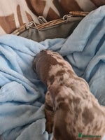 Miniature Dachshund dogs Miniature Smooth Haired Dachshund - Advert 1