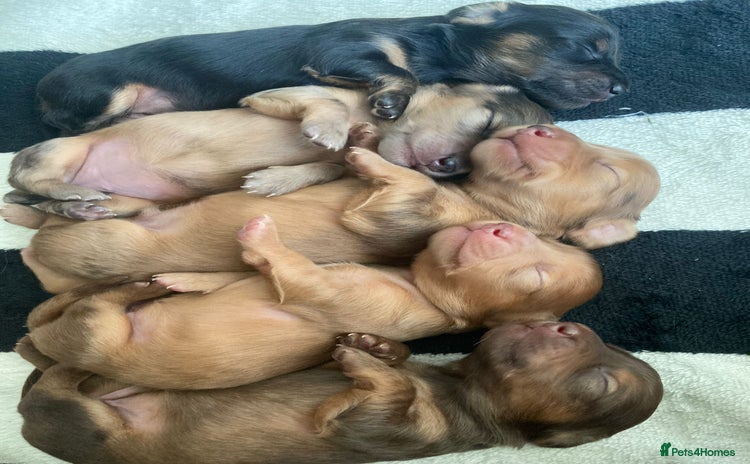 Miniature Dachshund dogs - Advert 9