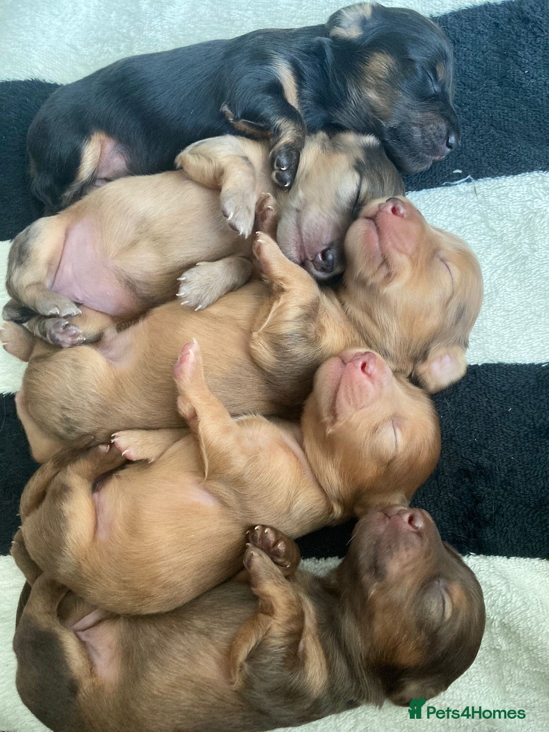 Miniature Dachshund dogs for sale: Long haired dachshund puppies   - Image 1
