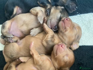 Miniature Dachshund dogs - Advert 27