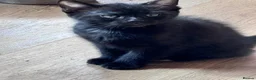 Ragdoll cats for sale: Ragdoll X Bengal kittens  - Advert 7