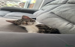 Mixed Breed cats for sale: Red/Cookie - Image 5