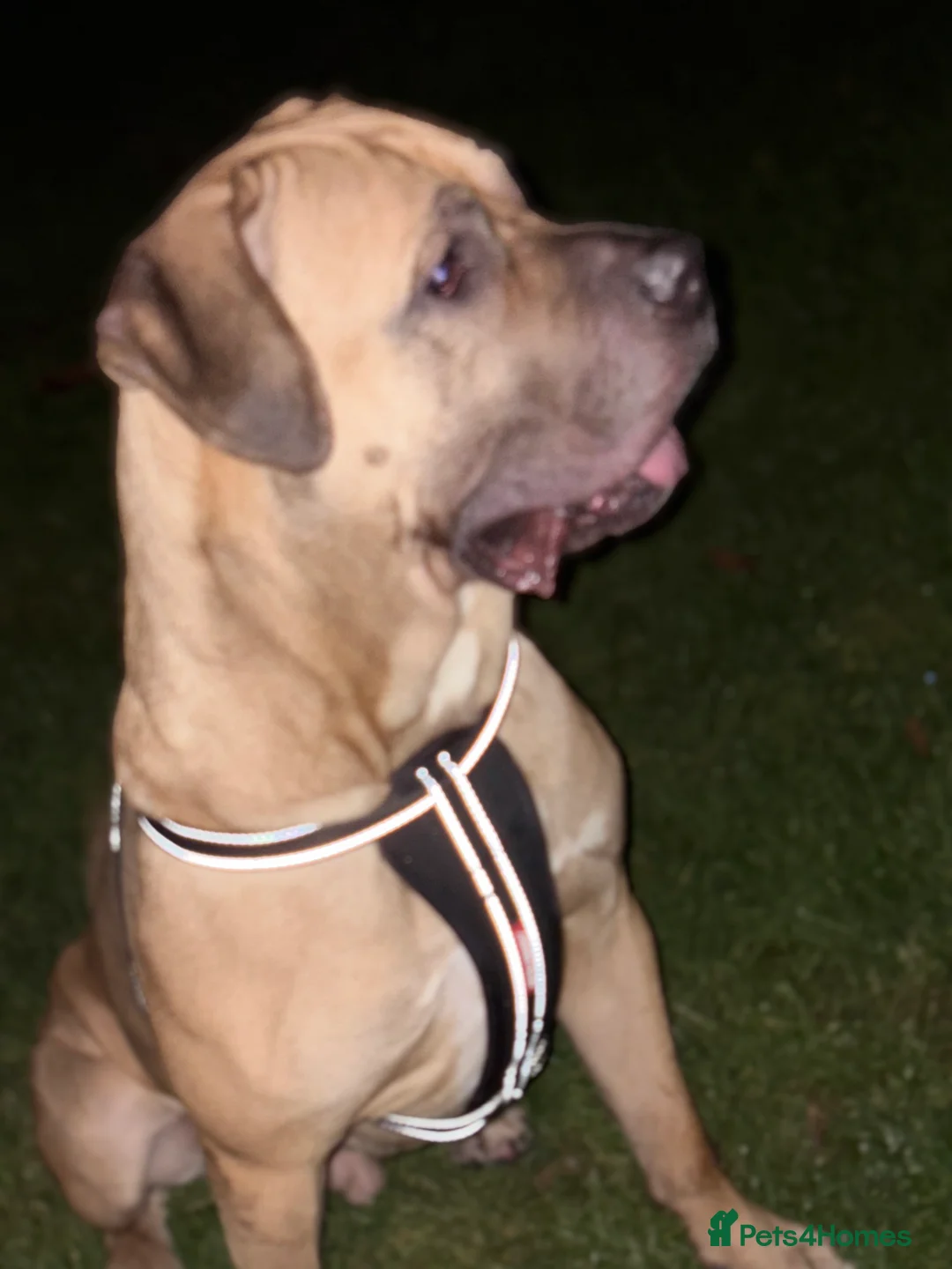 Presa Canario dogs for stud: Presa canario available for stud!!!😁 - Advert 2