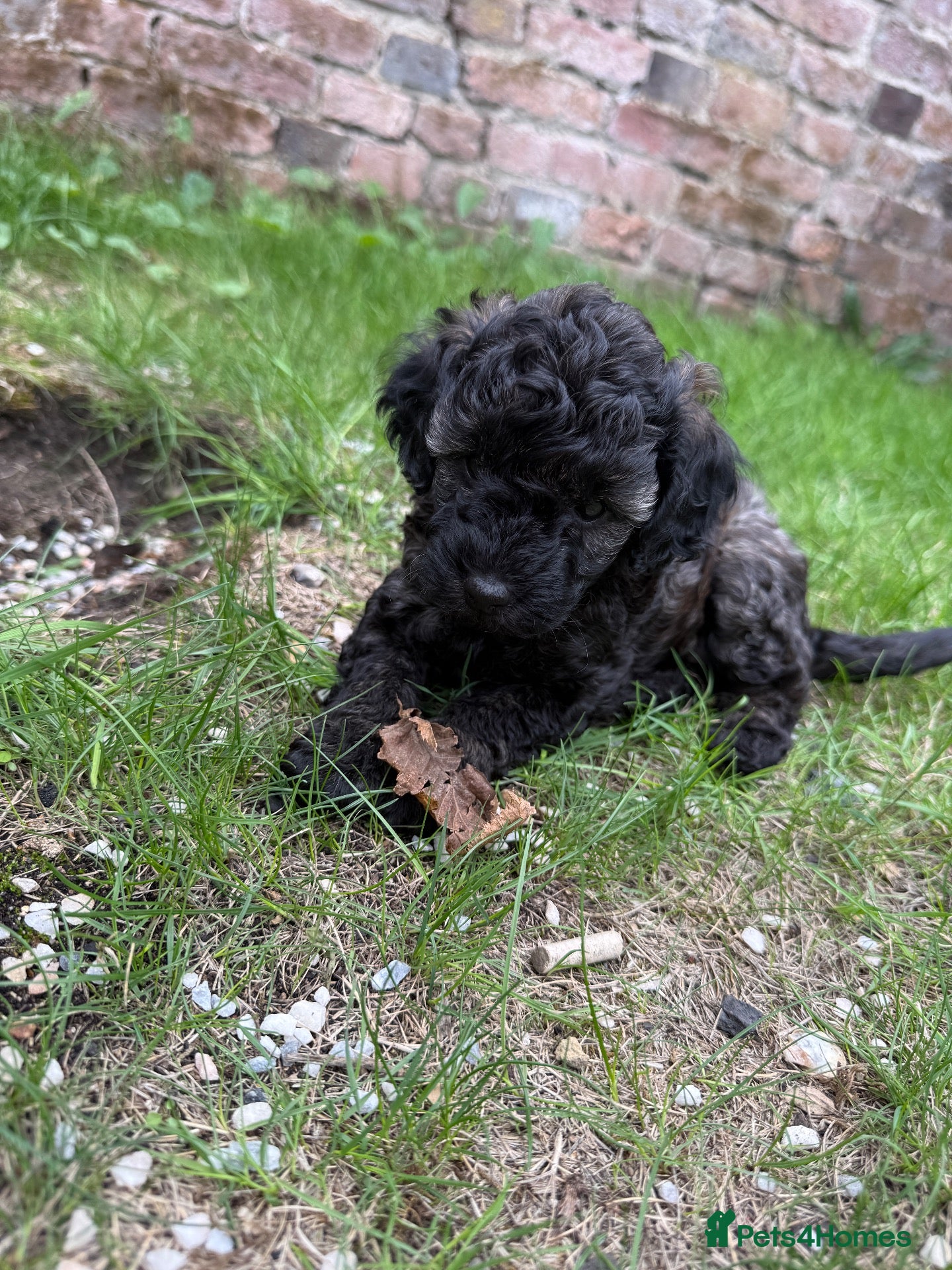 Miniature Poodle dogs 🖤 🐾 Perfect Poodle Puppy 🐾 🖤 - Advert 18