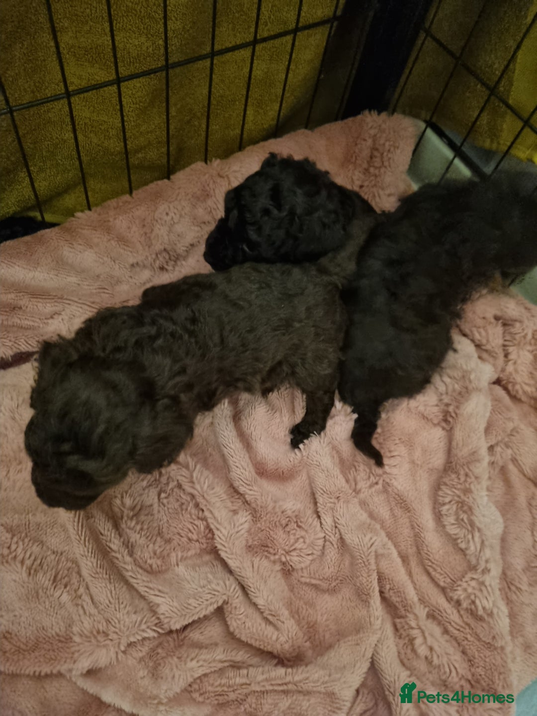 Poodle dogs for sale: Poodle's - Advert 11